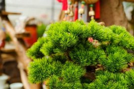 适合乔迁的盆景