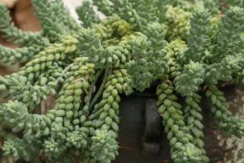 新玉缀叶子出现褶皱怎么办