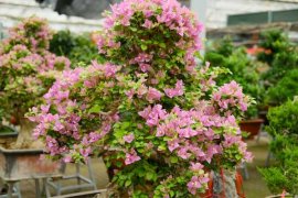 “三角梅”生长时，这“3种”肥不能少，15天喂