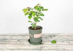 茶花有花苞后怎么养护