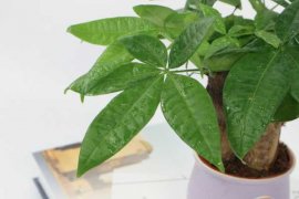 发财树烂根怎么办