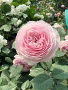 月季花的栽培方法