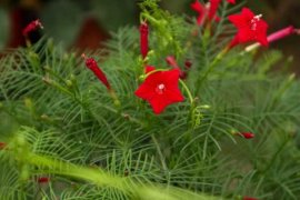 茑萝的养殖方法及注意事项大全