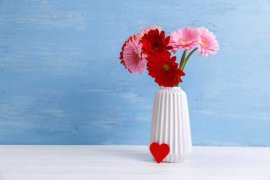 如何使非洲菊在元旦开花