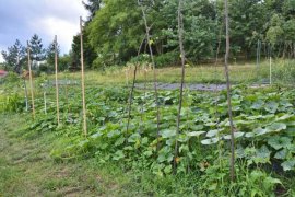 南瓜和什么一起吃好，南瓜吃法介绍