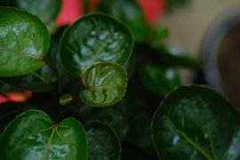 福禄桐品种有哪些？常见品种福禄桐图片