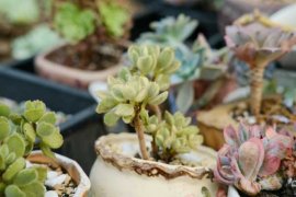 熊童子冬天怎么养