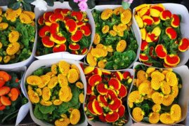 荷包花怎么浇水