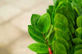 金钱树黄叶怎么办