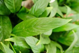 白掌怎么换盆移植