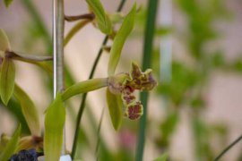 兰花可以放在客厅吗