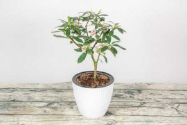 金边瑞香是什么花