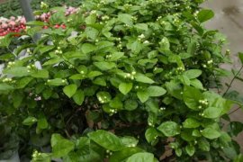 茉莉扦插几月最好