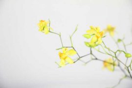 文心兰叶子发黄怎么回事，怎么办