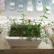 太阳花的主要价值