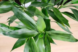 富贵竹怎么大量繁殖