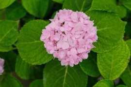 绣球花叶子发黄边缘干枯怎么办