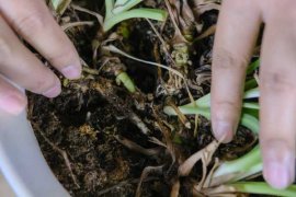 吊兰发黄是什么原因，枯萎怎么办？