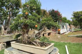 石榴花秋天怎么养