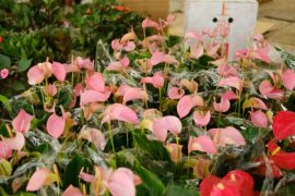 粉掌的养殖方法和注意事项