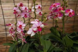 蝴蝶兰灰霉病症状识别与防治