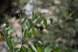 胡枝子怎么养长的好