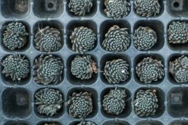 多肉植物怎么配土