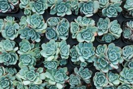 多菌灵怎样给多肉土壤消毒