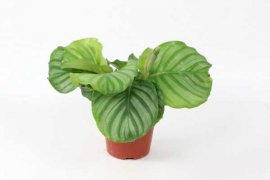 圆叶竹芋的虫害防治