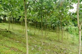 朴树的养殖方法及注意事项