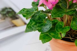 仙客来适合室内养吗