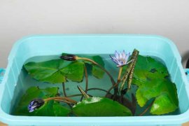 睡莲真的会睡觉吗