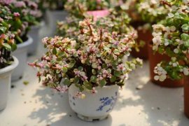 雅乐之舞的养殖方法和注意事项