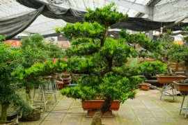 罗汉松怎么繁殖