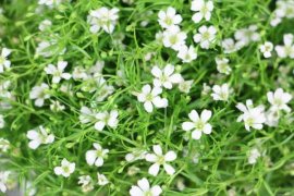 满天星是多年生还是一年生，如何做干花