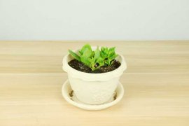 长寿花黄叶是怎么回事