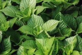 绣球花怎样水培生根