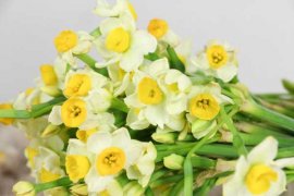 水仙黄叶的原因和处理办法