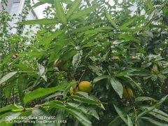 桃树苗品种有哪些？新品种桃树图片