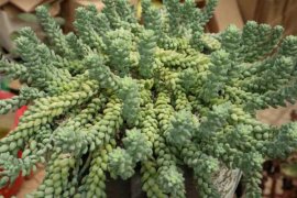 新玉缀怎么浇水