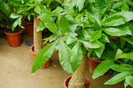 发财树鸭掌木…叶子哗哗掉，还指望它镇宅守业