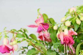 倒挂金钟怎样扦插