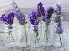 薰衣草秋天怎么养