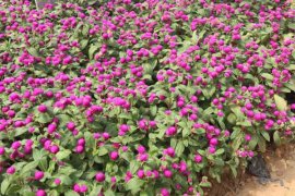 千日红的养殖方法和注意事项