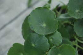 扦插视频：学会绿萝吊兰铜钱草扦插，1盆能变