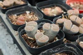 生石花蜕皮可以撕开吗，什么时候蜕皮