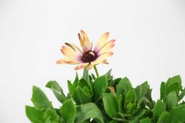 蓝目菊什么时候开花