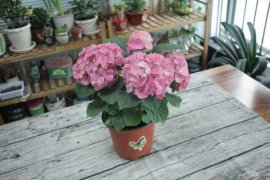 绣球花怎么在花瓶里养