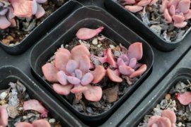 94年小鲜肉，与400株花草多肉为伴，活的比女人还