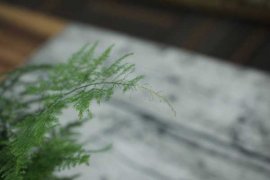 轻轻一掰，吊兰文竹1盆变10盆，分分钟挤爆阳台